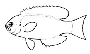 Familia Callanthiidae_claves.jpg